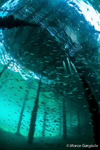 Fish & SunRays by Marco Gargiulo 